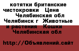 котятки британские чистокровки › Цена ­ 10 000 - Челябинская обл., Челябинск г. Животные и растения » Кошки   . Челябинская обл.